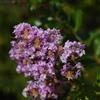 le Georgiche Vivai le Georgiche - Pianta vera di Lagerstroemia indica Muskogee Lillà delle Indie, Mirto crespo - vaso Ø 24 cm - altezza alla vendita 80-100 cm