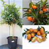 SAVINI VIVAI L'ARTE DI FARE NATURA SAVINI VIVAI Pianta di Kumquat Mandarino Cinese Albero di Agrumi Kumquat in Vaso da 35 cm Altezza 150-180 cm 6-7 Anni di innesto Made Italy
