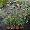 Generico Eleagnus ebbingei, 15 piante con altezza 30/40 cm, vaso Ø13