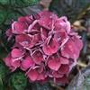 le Georgiche Vivai le Georgiche - Pianta vera di Hydrangea macrophylla Merveille Sanguine Hydrangea macrophylla 'Folis Purpureus' Ortensia 'Merveille Sanguine' - vaso Ø 18 cm