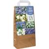GardenersDream Giardino di Bulbi Blu - Tulipano Muscari Anemone Scilla Narciso Allium Bulbi Fioriti (125 Bulbi)
