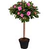GardenersDream Albero di Azalea Japonica | Alberi per Piccoli Giardini Bordi Patio Vaso Pianta | 2-3ft