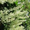 le Georgiche Vivai le Georgiche - Pianta vera di Fallopia baldschuanica Fallopia aubertii, Polygonum aubertii Vite russa, Poligono di Baldschuan - vaso Ø 15 cm - altezza alla vendita 40-60 cm