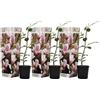 Plant in a Box - Magnolia Soulangea - Set di 3 - Ampio arbusto/piccolo albero Resistente all'inverno - Fiori Rosa - Vaso 9cm - Altezza 25-40cm
