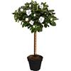 GardenersDream Albero di Azalea Japonica | Alberi per Piccoli Giardini Bordi Patio Vaso Pianta | 2-3ft