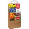 GardenersDream Giardino di Bulbi Mix Colorato Tulipano Anemone Allium Muscari Narciso Bulbi Fioriti (125 Bulbi)