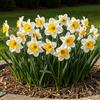 DUTCH BULBS EXCLUSIVE PLANTS FROM HOLLAN Bulbi Fiori Perenni da Esterno - 25 Bulbi di Narciso Ice Follies | Piante e fiori esclusivi dall'Olanda, Profumati, per giardino e vaso (non semi, non artificiali)