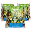 Organifer 250 Bulbi Di Fiori Di Narciso - Formato XXL 12/ 14cm | 6 Varietà Eleganti - Bulbi Di Narciso - Bulbi Di Narciso - Mix Di Bulbi Di Fiori Biologici - Organifer