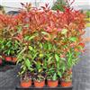Generico Photinia Red Robin, 10 piante alte 30/40 cm, vaso Ø13