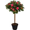 GardenersDream Albero di Azalea Japonica | Alberi per Piccoli Giardini Bordi Patio Vaso Pianta | 2-3ft