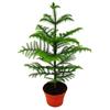 exotenherz Norfolk tree - Araucaria heterophylla - 15cm pot - about 40-50cm high