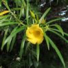 le Georgiche Vivai le Georgiche - Pianta vera di Thevetia peruviana Cascabela thevetia, Thevetia neriifolia Oleandro del Perù, Oleandro giallo - vaso Ø 17 cm - altezza alla vendita 40-60 cm