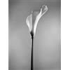 Wee Blue Coo Flower Black And White Calla Lily Unframed Art Print Poster Wall Decor 12x16 inch Fiore Manifesto Parete