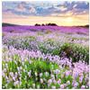 MuchoWow© Decoración Pared Exterior Poster Decorativos Jardín Decoracion | 100x100 cm - Terraza Balcon Wall Decoration Patio Posters Póster De Jardin Flores - Lavanda - Morado - Atardecer - Pradera