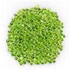 Gemsporium Taglio Rotondo Naturale Non Scaldato Verde Cromo Diopside 362pcs 3.40ct 1.2mm