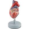 GIMA MODELLO CUORE - 2 parti - 1X