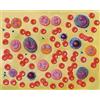 GIMA Modello Cellule del Sangue - Ingrandimento 2.000x