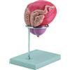 GIMA MODELLO VESCICA + PROSTATA - 2 parti - 3X
