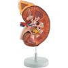GIMA MODELLO RENE - 3X