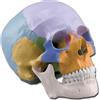 GIMA MODELLO CRANIO - 1X - 3 parti - colorato