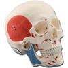 GIMA MODELLO CRANIO - 1X - 3 parti - muscolare