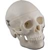 GIMA MODELLO MINI CRANIO - 0,5X