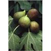 HERBOPLANET Srl Msa ficus carica 50 ml