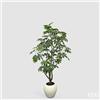 EDG Enzo De Gasperi Aralia Vogue con Vaso Pianta Artificiale H 230 Cm Verde