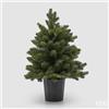 EDG Enzo De Gasperi Albero di Natale Pino Argentato Verde con Vaso H 60 Cm D 48 Cm Green