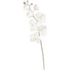 ARPIMEX Orchidea Phalaenopsis Innevata 70 Cm Bianco