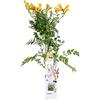 Bloomique - Campsis radicans 'Flava' - Bignonia - Giallo - Pianta rampicante - Pianta da giardino - Resistente al freddo - Alta 50-70 cm - Vaso da 15 cm