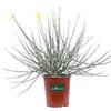 eGarden.store Pianta di Spartium Junceum Pianta di Ginestra pianta da esterno pianta con fiori gialli pianta ornamentale di Ginestra pianta da giardino pianta vera venduta da eGarden.store