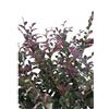 eGarden.store Pianta vera di Loropetalum Chinense Fire Dance diverse grandezze cespuglio ornamentale da esterno fiore rosa venduta da eGarden.store (Vaso 24 cm)