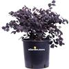 eGarden.store Pianta di Loropetalum Chinense Black Pearl pianta da esterno pianta da giardino cespuglio di Loropetalum Black Pearl pianta ornamentale pianta vera venduta da eGarden.store (Vaso 24 cm)