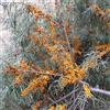 le Georgiche Vivai le Georgiche - Pianta vera di Hippophae rhamnoides Leikora - femmina Olivello spinoso 'Leikora' - vaso Ø 17 cm - altezza alla vendita 80-100 cm
