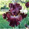 Generic Bulbes d'iris De splendides racines d'iris barbuto colorent rapidement de nombreuses fleurs ornementales pour un jardin unique pour la terrasse du balcon domestique