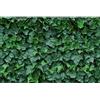 RETELANDIA L'OUTLET DELLE RECINZIONI Siepe Finta Artificiale sempreverde in Piastrelle modulari 50x50 cm EDERA - qualità Garantita 10 Anni
