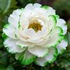 Nyugs Peonia- Rizomi Peonia Resistenti- Rizomi Perenni Giardino- Piantagioni Peonia Rari Giardino- Elegante Arbusto Peonia-j-2 rizomi