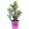 eGarden.store Pianta di Corbezzolo o Arbutus Unedo diverse grandezze cespuglio ornamentale da esterno frutto di Corbezzolo pianta vera venduta da eGarden.store (Vaso18 cm)