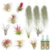 Ecoworld vdvelde.com - Tillandsia 13 piante vere e 3 ciuffi di muschio spagnolo | Set decorativo completo senza terra per terrario e urban jungle, con 2 nebulizzatori da 125 ml
