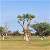 le Georgiche Vivai le Georgiche - Pianta vera di Moringa oleifera Albero miracoloso, Albero del rafano, Ben oil tree - vaso Ø 17 cm - altezza alla vendita 180-200 cm