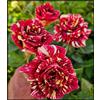 Vnuhgzs Rosa rara/Rosa ibrida Rizoma/Rizoma/Resistente/Giardino/Facile da curare/Decorazione per esterni-1 Rizoma-G