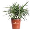 eGarden.store Pianta di Ruellia Brittoniana Katie Blue Pianta di Petunia messicana o del deserto pianta da esterno pianta da fiore viola pianta ornamentale pianta vera venduta da eGarden.store