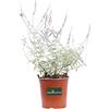 eGarden.store Pianta di Perovskia Abrotanoides pianta da esterno pianta da giardino pianta fiorita di Perovskia pianta ornamentale pianta vera venduta da eGarden.store