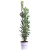 eGarden.store eGarde.store - Pianta vera di Alloro Laurus Nobilis diverse grandezze - Cespuglio profumato ornamentale da coltivare all'esterno (Vaso 15 cm)