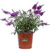 eGarden.store Pianta di Buddleja Davidii Albero delle Farfalle pianta ornamentale da esterno pianta vera da fiore vari colori venduta da eGarden.store(Buddleja Davidii Purple)