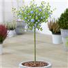 GardenersDream Albero di Ceanothus Concha | Lillà Californiano Sempreverde Ornamentale per Piccoli Giardini | Fusto Standard a Lollipop (70-80cm (Incluso Vaso))