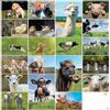 Edition Colibri ANIMALI DELLA FATTORIA Set di cartoline (PECORA, MAIALE, MUCCA, CAVALLO, GATTO, ecc.) 20 motivi diversi da Edition Colibri