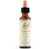 CHICORY BACH ORIG 20ML - SCHWABE PHARMA ITALIA - 942859190