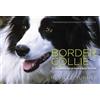 Neville Turner Border Collie (Copertina rigida)